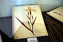 Museo Di Scienze Naturali - Le iris tra botanica e storia 06